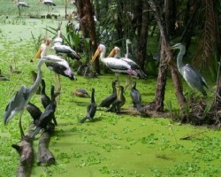 ĐBSCL: Thách thức trong bảo tồn thiên nhiên và đa dạng sinh học